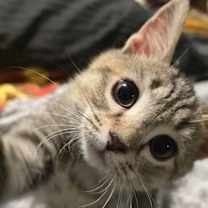 Thumbnail photo of Mercury #1