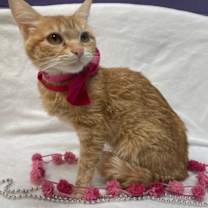 Thumbnail photo of *BETH #1