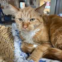 Thumbnail photo of Bella #3