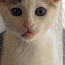 Thumbnail photo of Beefy #2