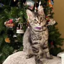 Thumbnail photo of Margarita #3