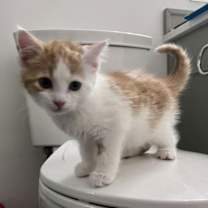 Thumbnail photo of Barclay #2