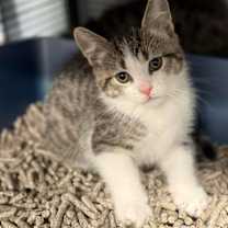 Thumbnail photo of Casper #1