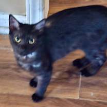 Thumbnail photo of Angel #2