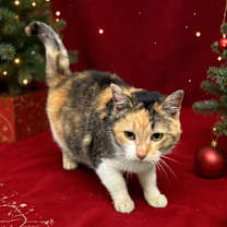 Thumbnail photo of Zia  #1