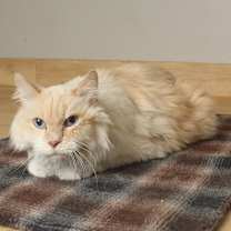 Thumbnail photo of Baby Buddy C67578 #4