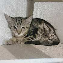 Thumbnail photo of Heimer #2