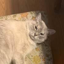 Thumbnail photo of Cassia #1