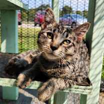 Thumbnail photo of Corn Dog #3