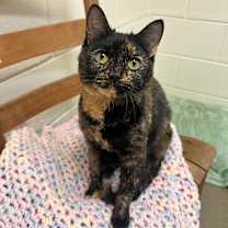 Thumbnail photo of Horses in the Stable #1