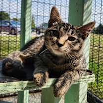 Thumbnail photo of Corn Dog #4