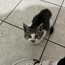 Thumbnail photo of Peanut #4