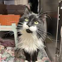 Thumbnail photo of Sisu #1