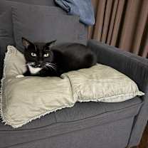 Thumbnail photo of Rocky #3