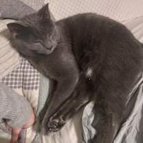 Thumbnail photo of Stormey #1