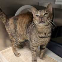 Thumbnail photo of Comet #2