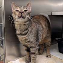 Thumbnail photo of Comet #3