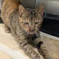 Thumbnail photo of Comet #4