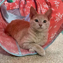 Thumbnail photo of Opal #2