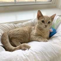 Thumbnail photo of Opal #3