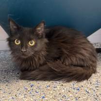 Thumbnail photo of Highclere #1