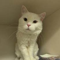 Thumbnail photo of Olaf #1