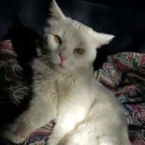 Thumbnail photo of Olaf #3