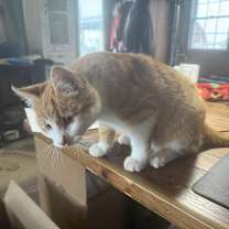 Thumbnail photo of Snick Snack #4