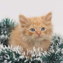 Thumbnail photo of Charlie Brown #3