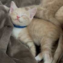 Thumbnail photo of CHEETO #1