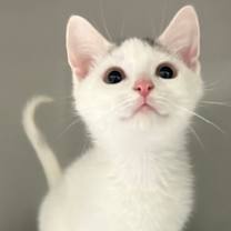 Thumbnail photo of Flop #2