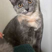 Thumbnail photo of Tess #3