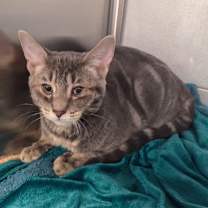 Thumbnail photo of Poppy #1