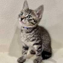 Thumbnail photo of Bricklebaum #1