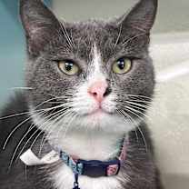 Thumbnail photo of Evangeline #2