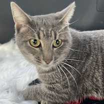 Thumbnail photo of TIGGER #1