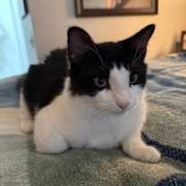 Thumbnail photo of Coyote #2