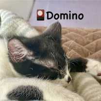 Thumbnail photo of Domino #2