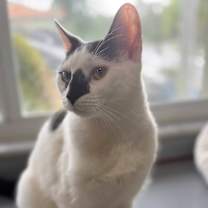 Thumbnail photo of Ozzy #3