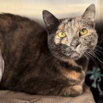 Thumbnail photo of Noel #2