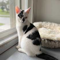 Thumbnail photo of Oculus #2