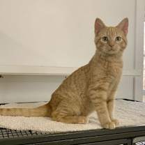 Thumbnail photo of Otis #1