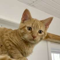 Thumbnail photo of Otis #4