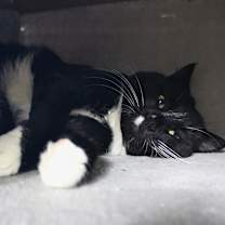 Thumbnail photo of Rufus #2