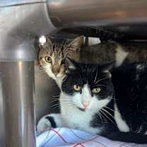 Thumbnail photo of Dale (bonded with Chip) #2