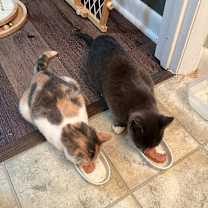 Thumbnail photo of Pabst #3