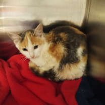 Thumbnail photo of Natty #2