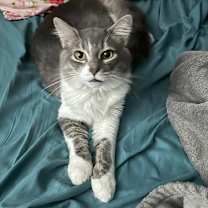 Thumbnail photo of Odie #1