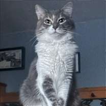 Thumbnail photo of Odie #3