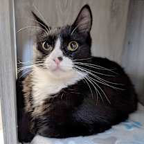 Thumbnail photo of Pepsi #3